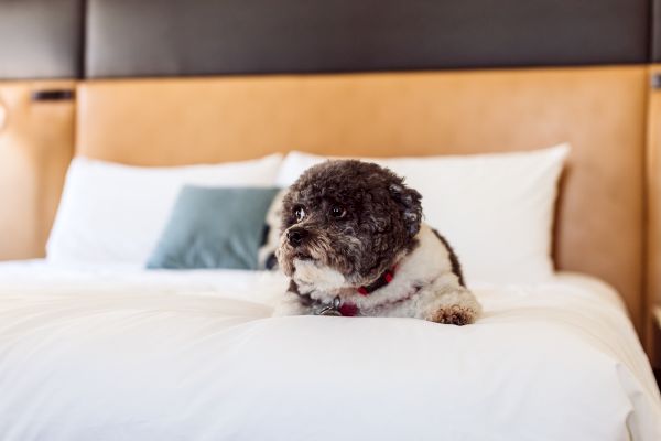 A small, fluffy black and white dog is lying on a bed with white sheets and pillows and a light teal cushion.
