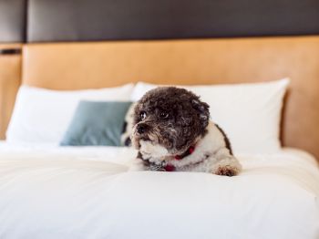 A small, curly-haired dog is lying on a neatly made bed with white linens and a tan headboard, resting comfortably.